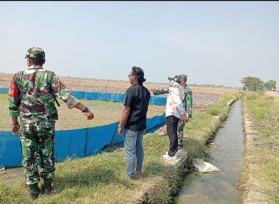 Koramil 1603 Lohbener Laksanakan Pendampingan Pertanian MT 2 Terkait Suplai Air Me Lahan Sawah